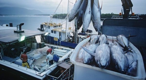 Potrzebujemy bardziej zaostrzonej identyfikowalności importowanych z Chin produktów rybackich